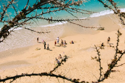 A group of people on a beach with a tree in the background