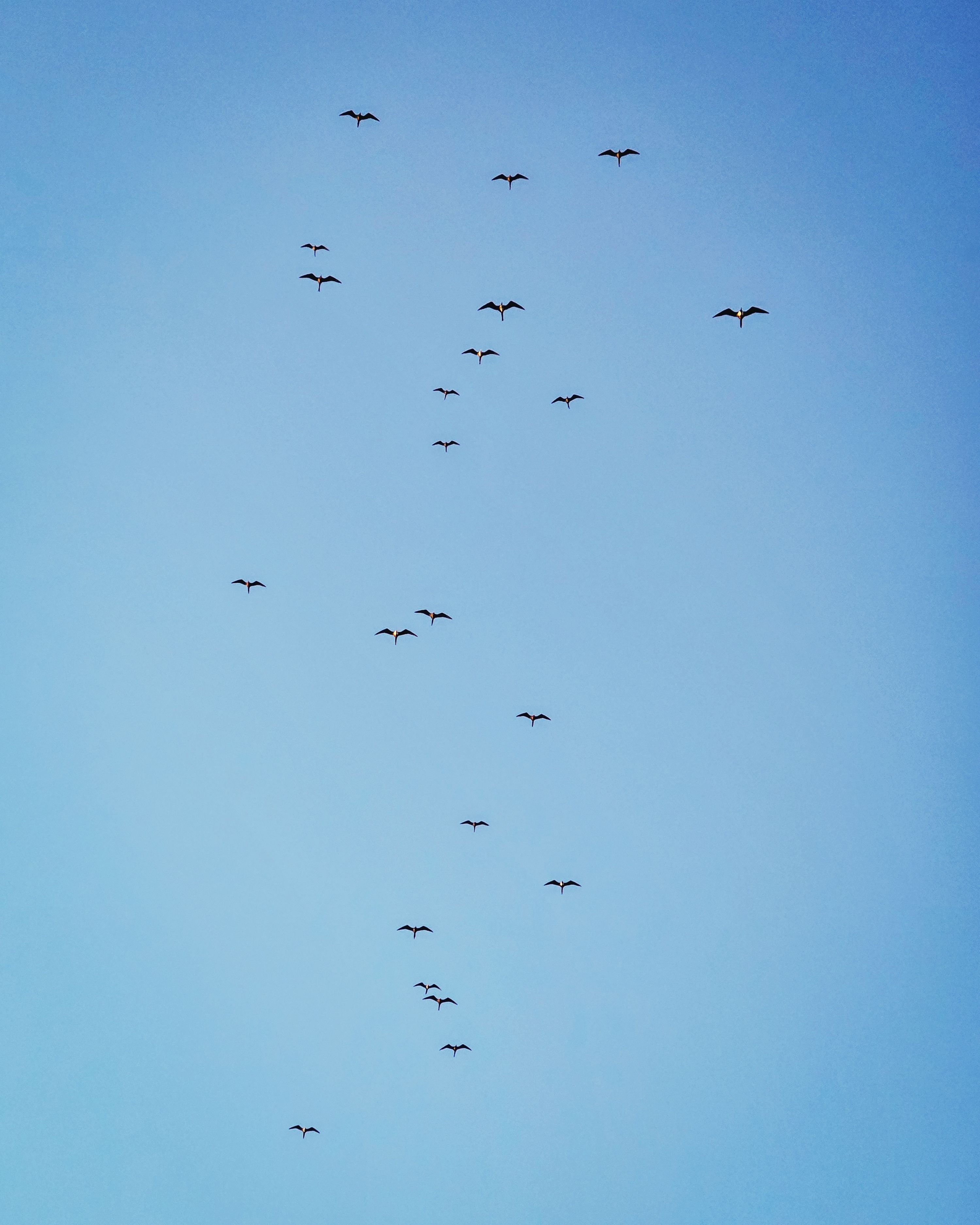 A serene image of birds migrating across a bright blue sky, capturing the essence of nature's journey.