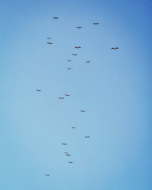 A flock of birds flying in the sky