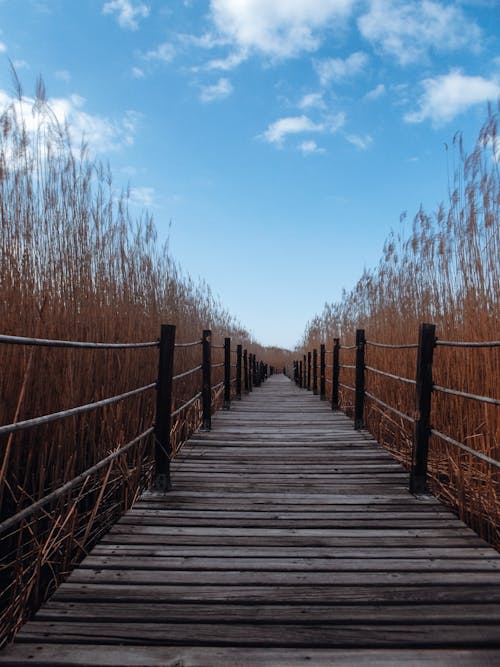 A wooden walkway with reeds on either side
