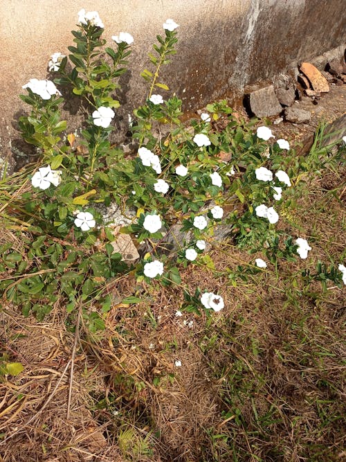 Imagine de stoc gratuită din flawers, floră, flwers natura