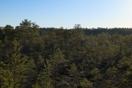 Pine forest in the sunset