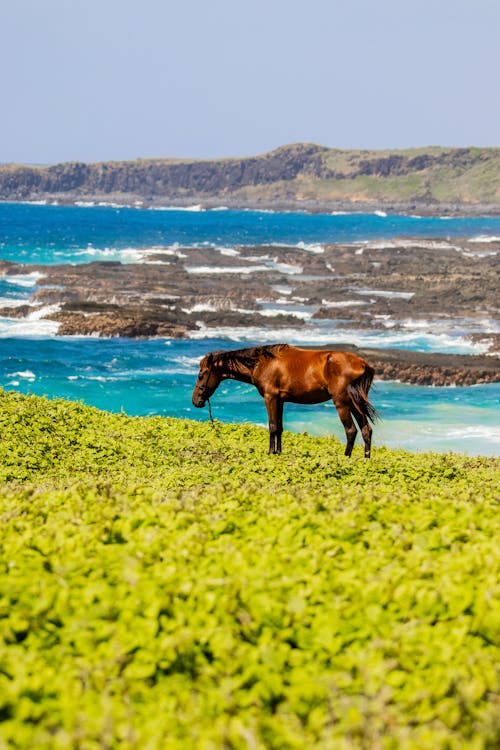 Безкоштовне стокове фото на тему «берег моря, вода, кінь»