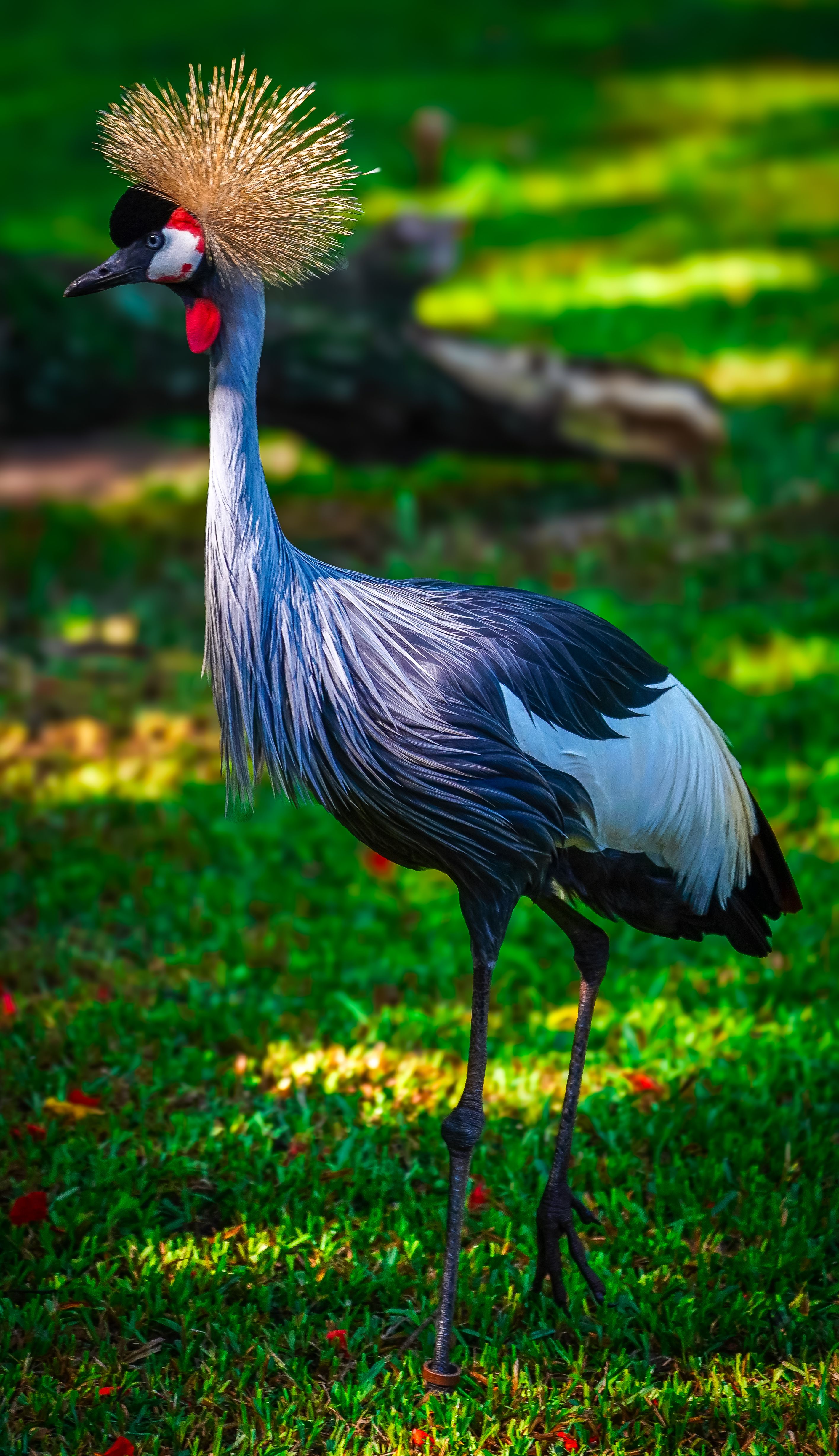 Groupe Coroado · Photo gratuite