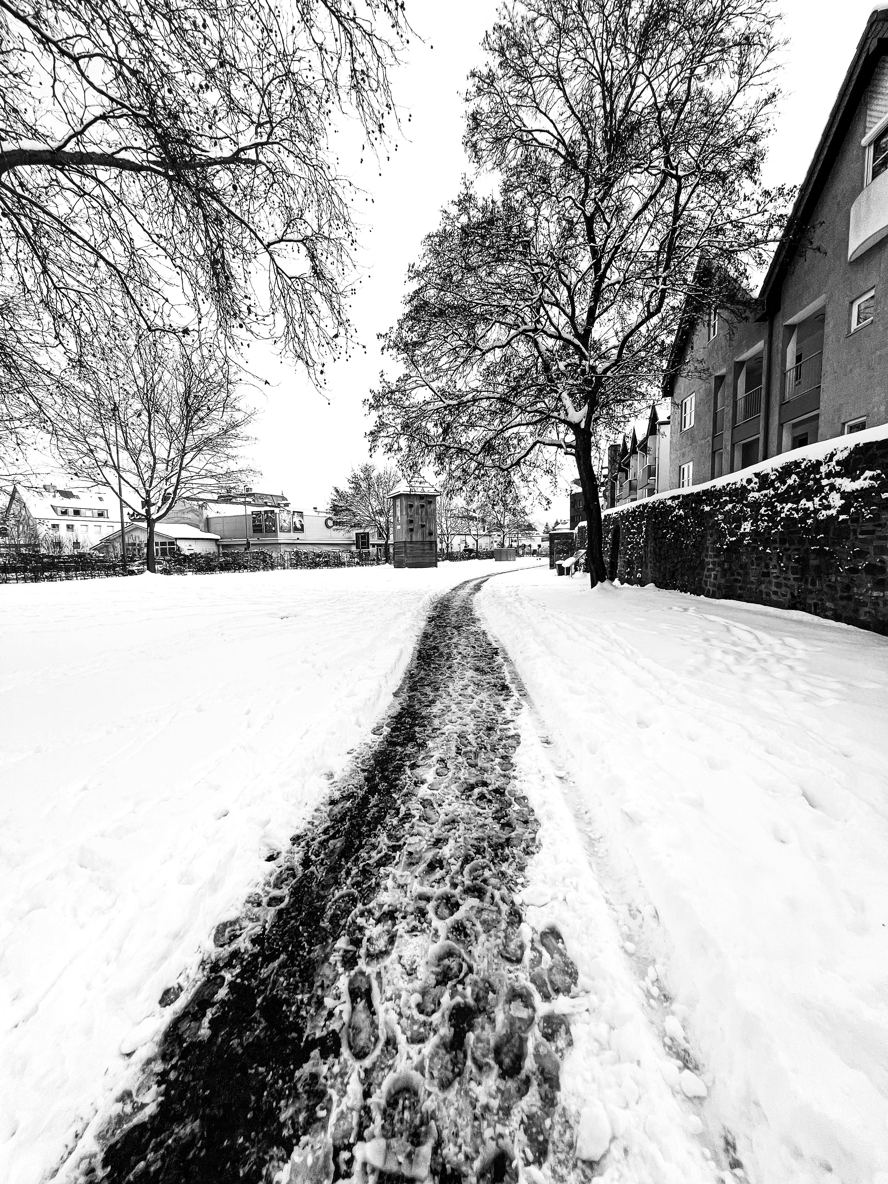 Cum protejezi pomii fructiferi de înghețurile timpurii