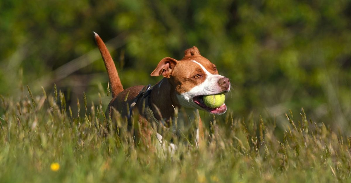Understanding Your Pet's Emotional Needs: A Comprehensive Guide