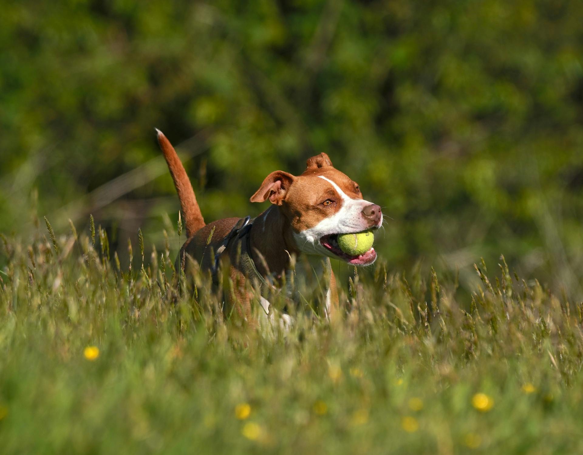 Le pitbull joue avec la balle sur la prairie