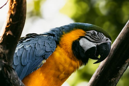 A blue and yellow parrot sitting on a tree branch