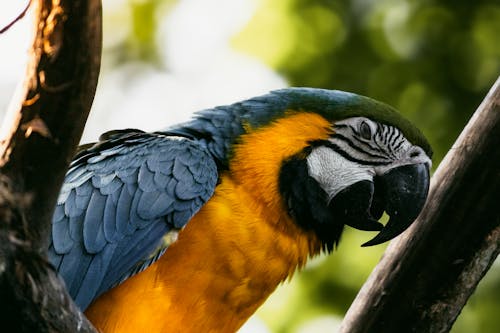 Fotos de stock gratuitas de al aire libre, ala, animal