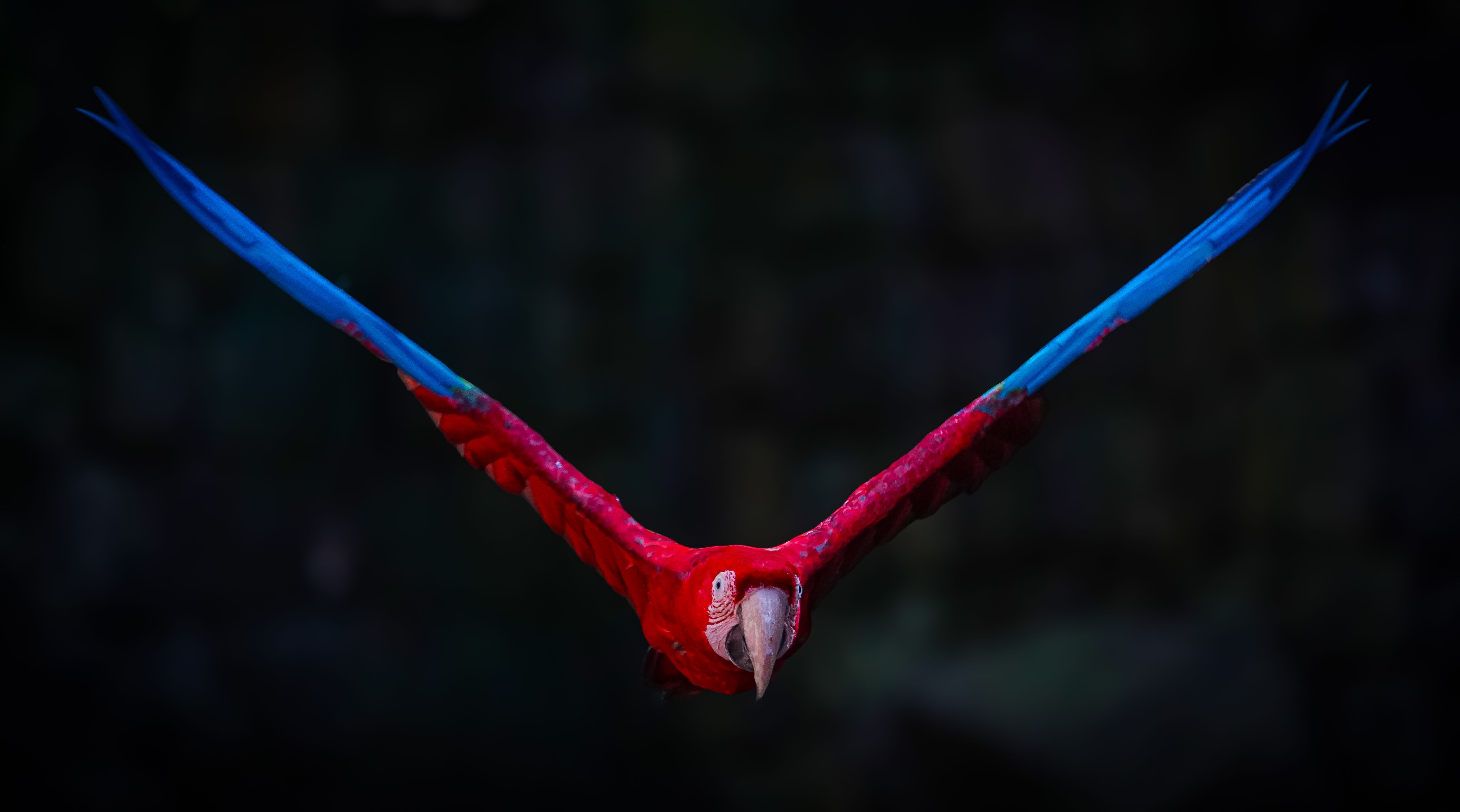 parrot flying indoor room