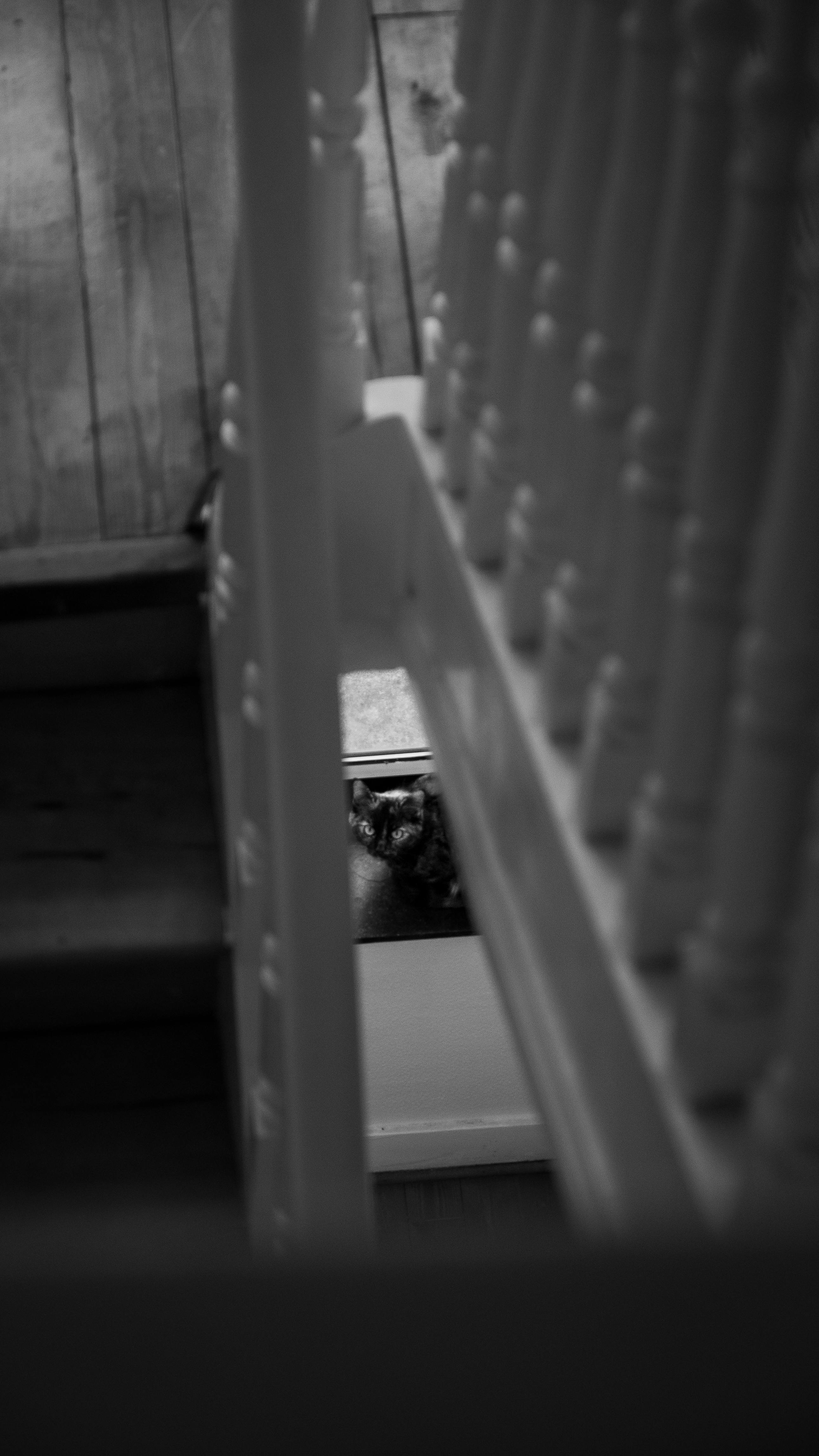Free A curious cat peeking through a staircase railing in a monochrome setting. Stock Photo