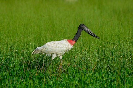 A majestic Jabiru stork with black beak and red throat walks elegantly through a vibrant green field.