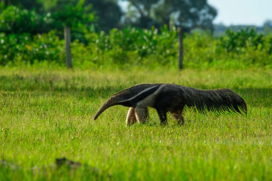 Eastern Bolivia