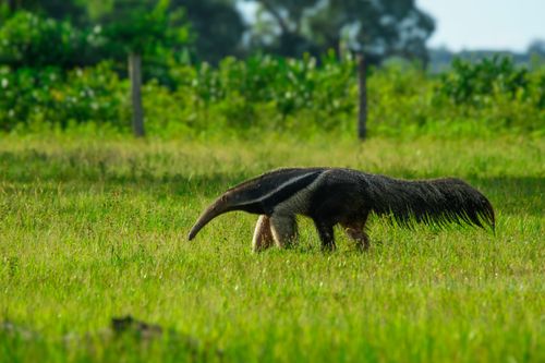 Free A giant anteater explores a verdant grassland, showcasing its unique features in this vivid wildlife scene. Stock Photo