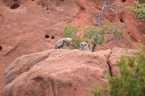 Eurasian Eagle Owl