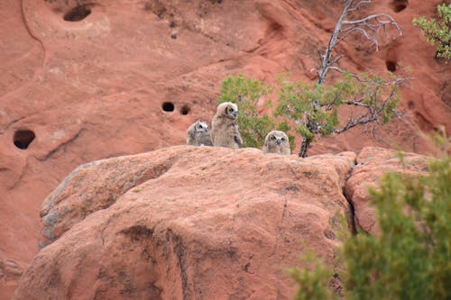 Owls on the Look Out