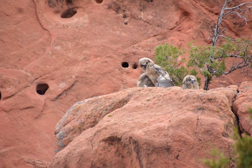 Owls