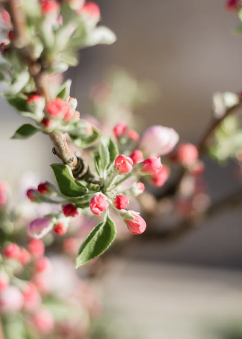 A close up of a flowering apple tree
