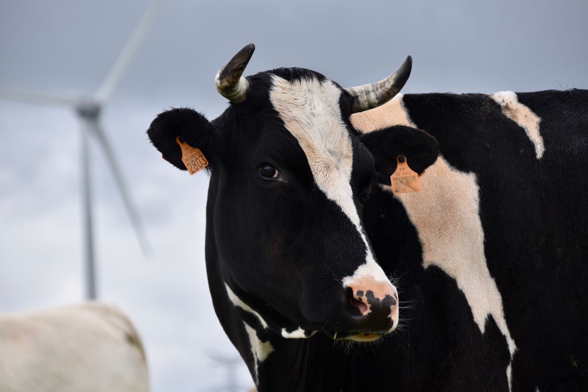 Selective Focus Photography of Dairy Cow