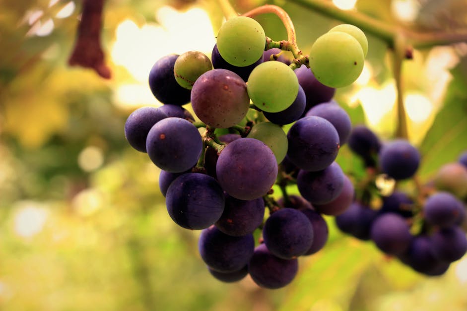 Close-up of Grapes in Vineyard