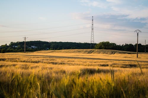 Grünes Grasfeld