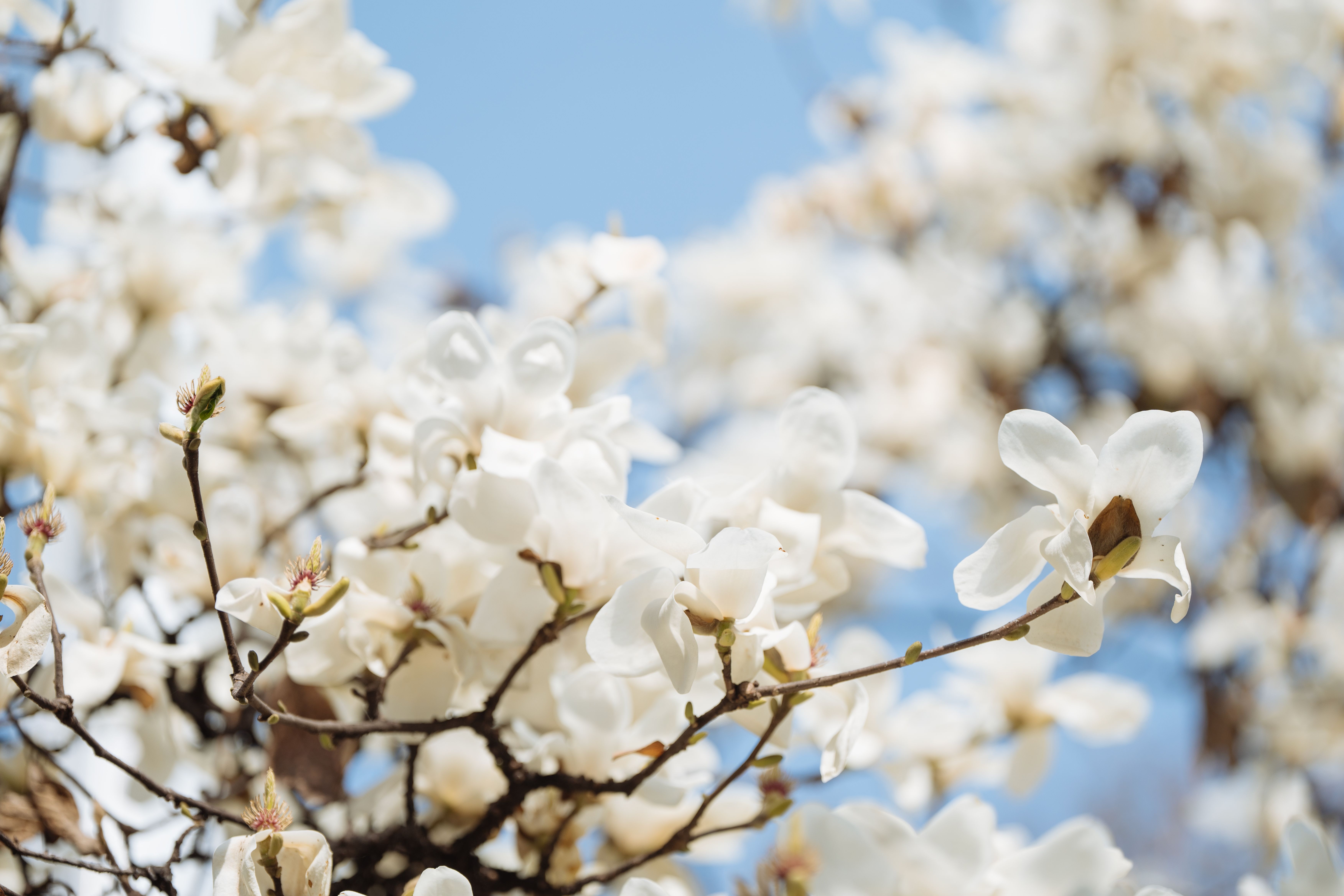 Magnolia’s AAA Hobbies To Close 2026 (Second Half). Iconic Hobby- Craft Emporium — Photo by Phoenix Leung on Pexels