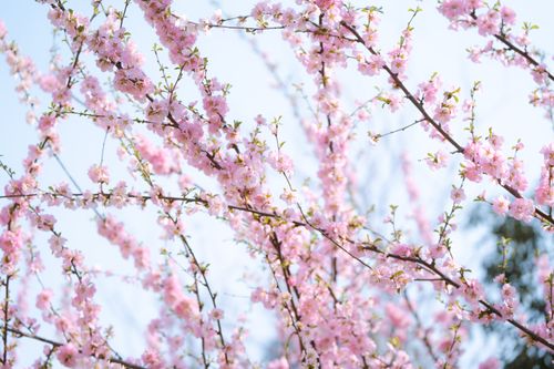 Free Beautiful cherry blossoms blooming in spring, capturing the essence of nature's renewal. Stock Photo