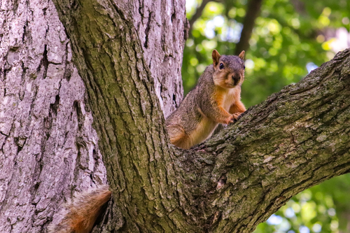 Free A curious red squirrel perched on a tree branch in an Indianapolis park. Stock Photo