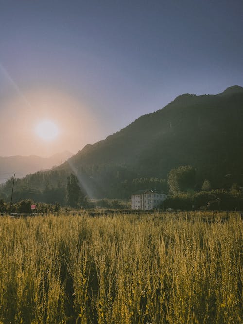 Fotos de stock gratuitas de al aire libre, amanecer, árbol