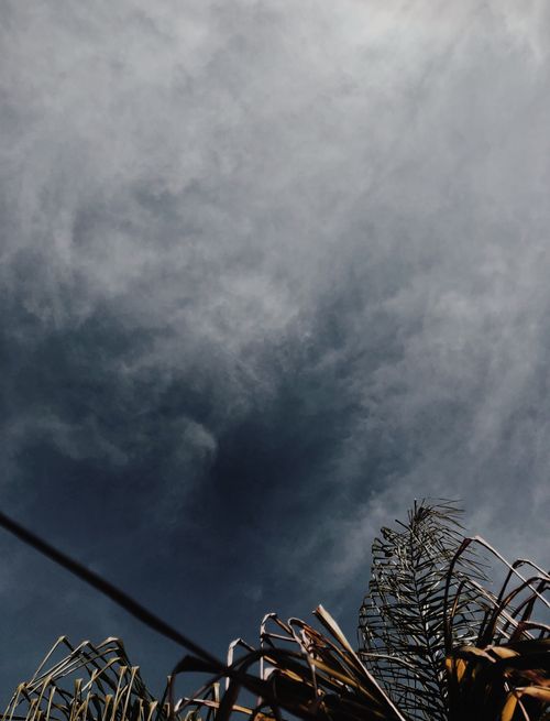 Free stock photo of fan palm, natural beauty, sky Stock Photo