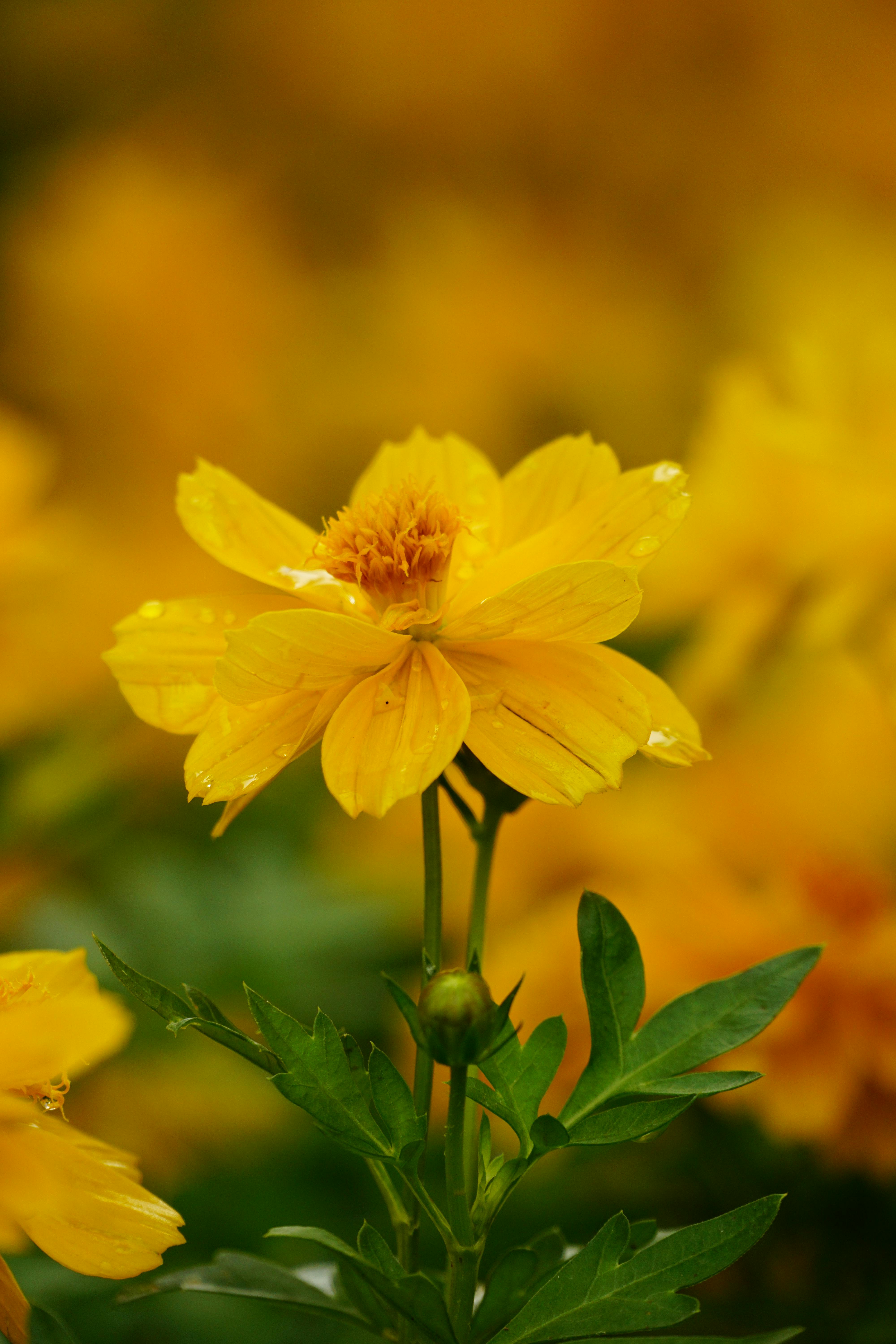 Close-up of a vivid yellow Cosmos flower in full bloom, showcasing its natural beauty.