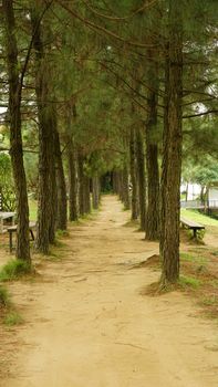 A serene dirt path lined with pine trees in a peaceful outdoor park, perfect for a tranquil walk.