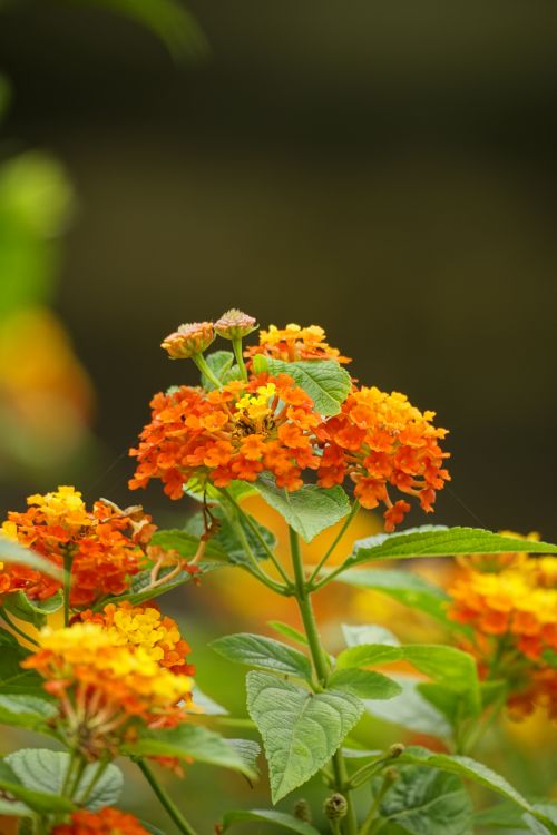 Free Clusters of vibrant orange and yellow lantana flowers in full bloom, captured outdoors in daylight. Stock Photo