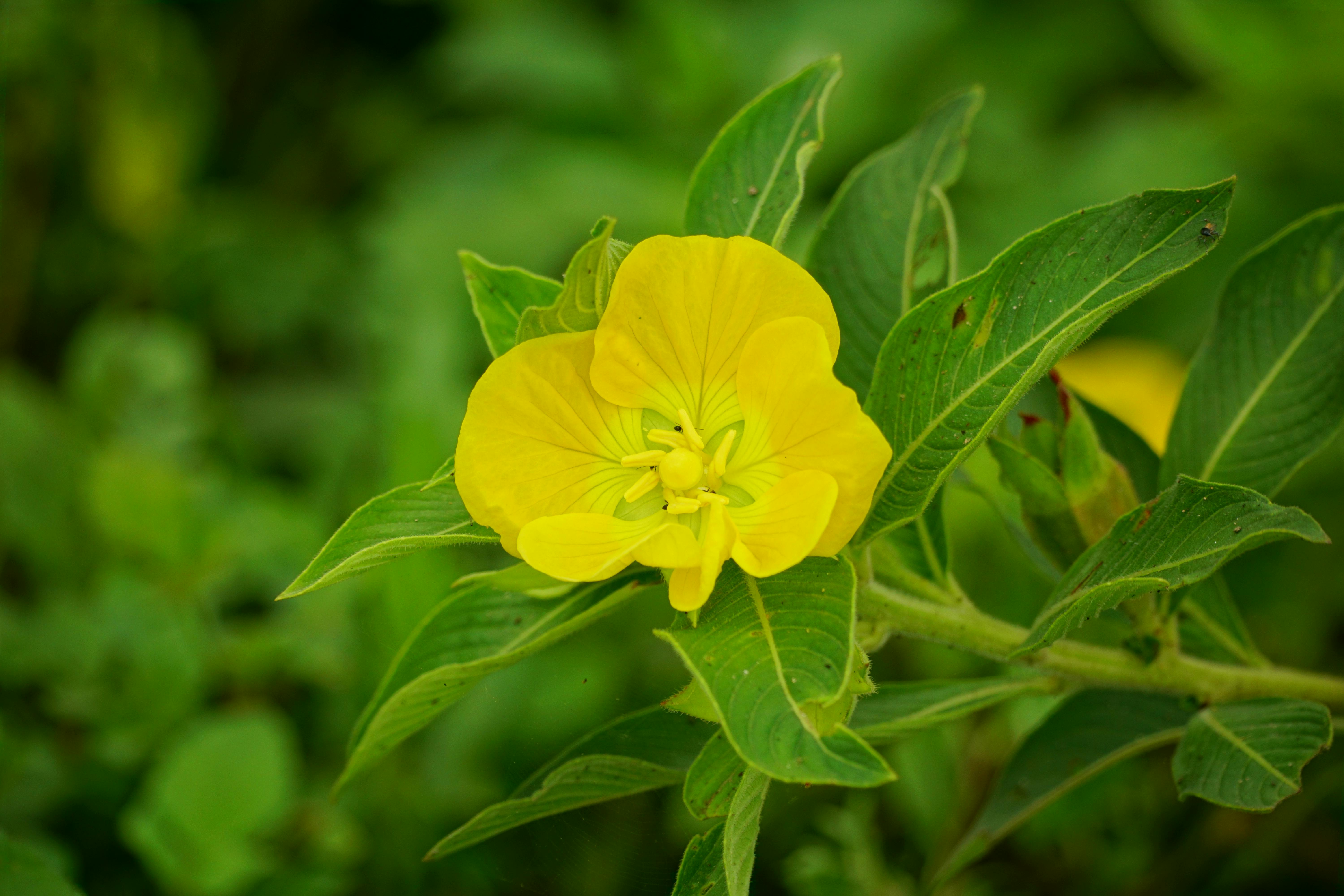 Oenothera