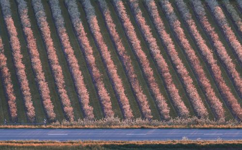 Free Aerial view of blooming orchard rows alongside a rural road in spring. Tranquil and picturesque landscape. Stock Photo