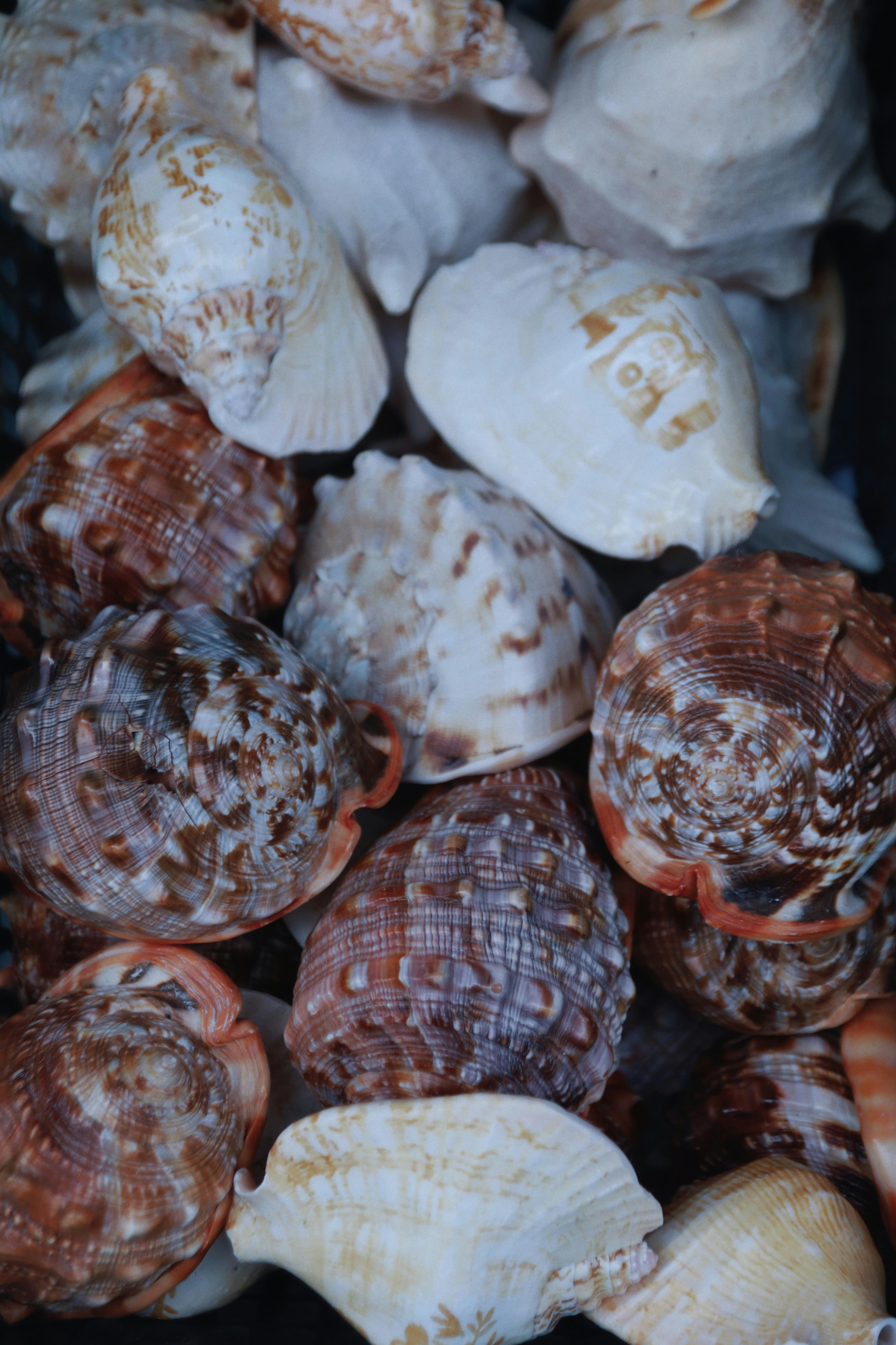 A detailed shot of vibrant seashells with intricate patterns on a sandy beach.