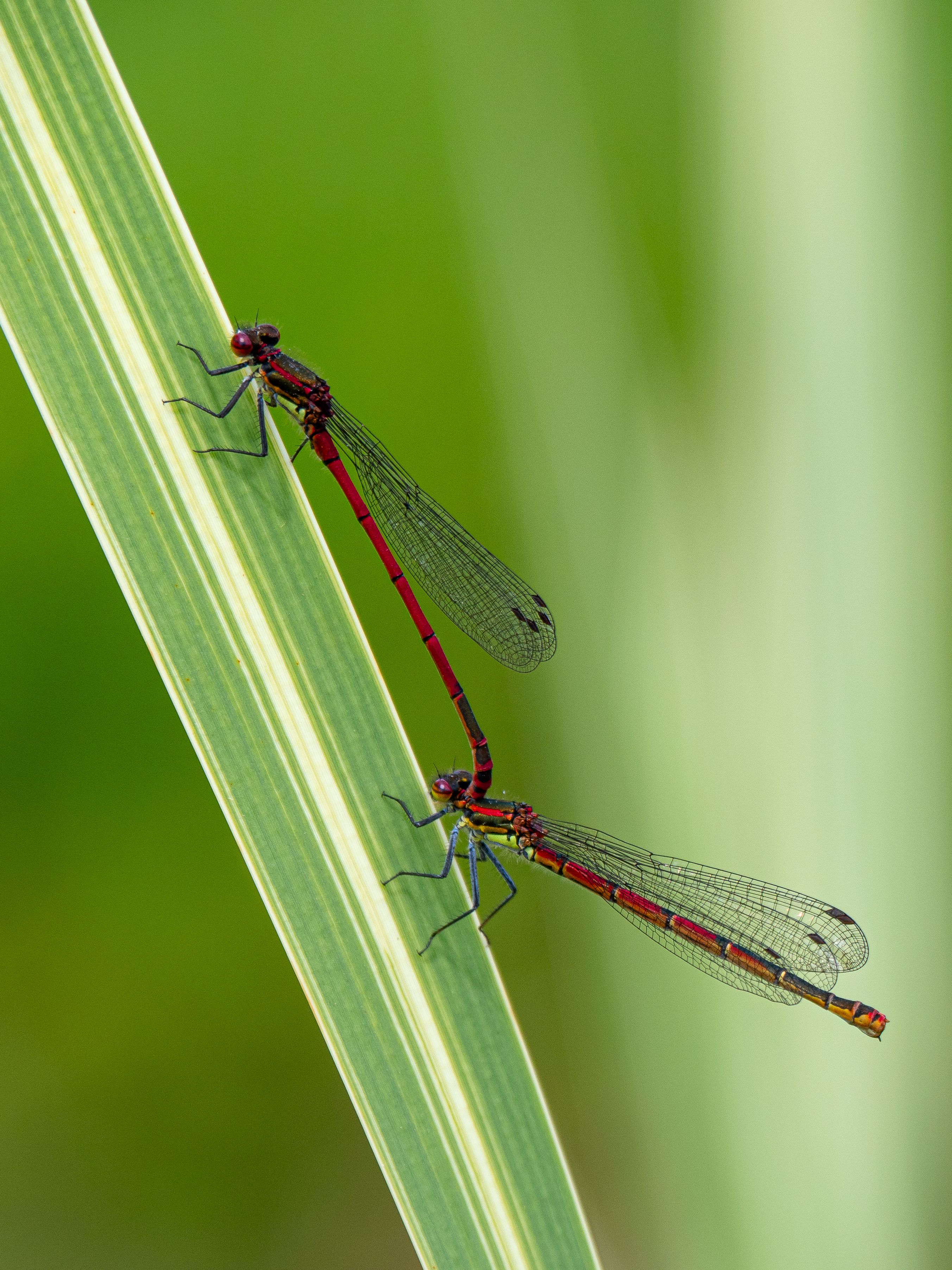 Close up of Two Dragonflies · Free Stock Photo