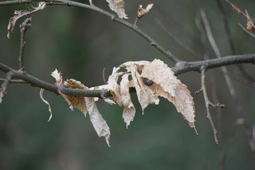 Безкоштовне стокове фото на тему «абстрактний, дерево, листя на гілці»
