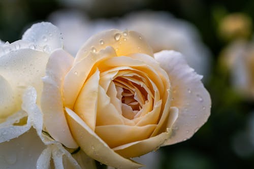 A close up of a yellow rose with water droplets