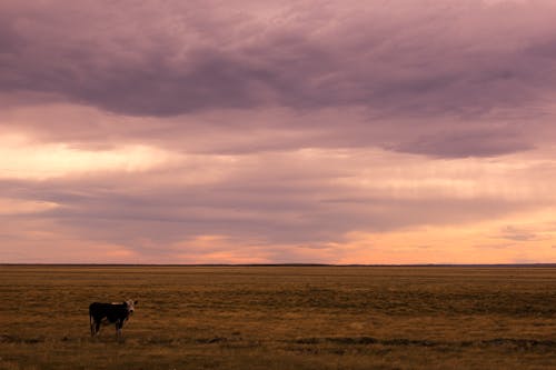 Patagonian cow