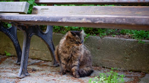 A cat sitting on the ground next to a bench