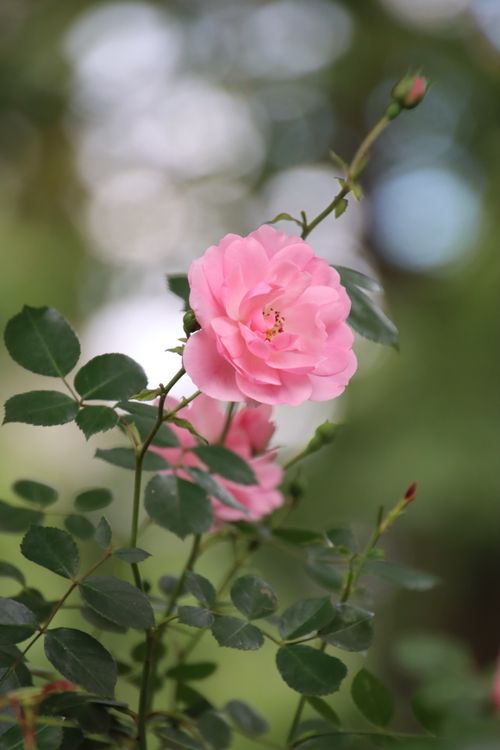 Free Delicate pink rose in full bloom, captured in natural outdoor setting during spring. Stock Photo