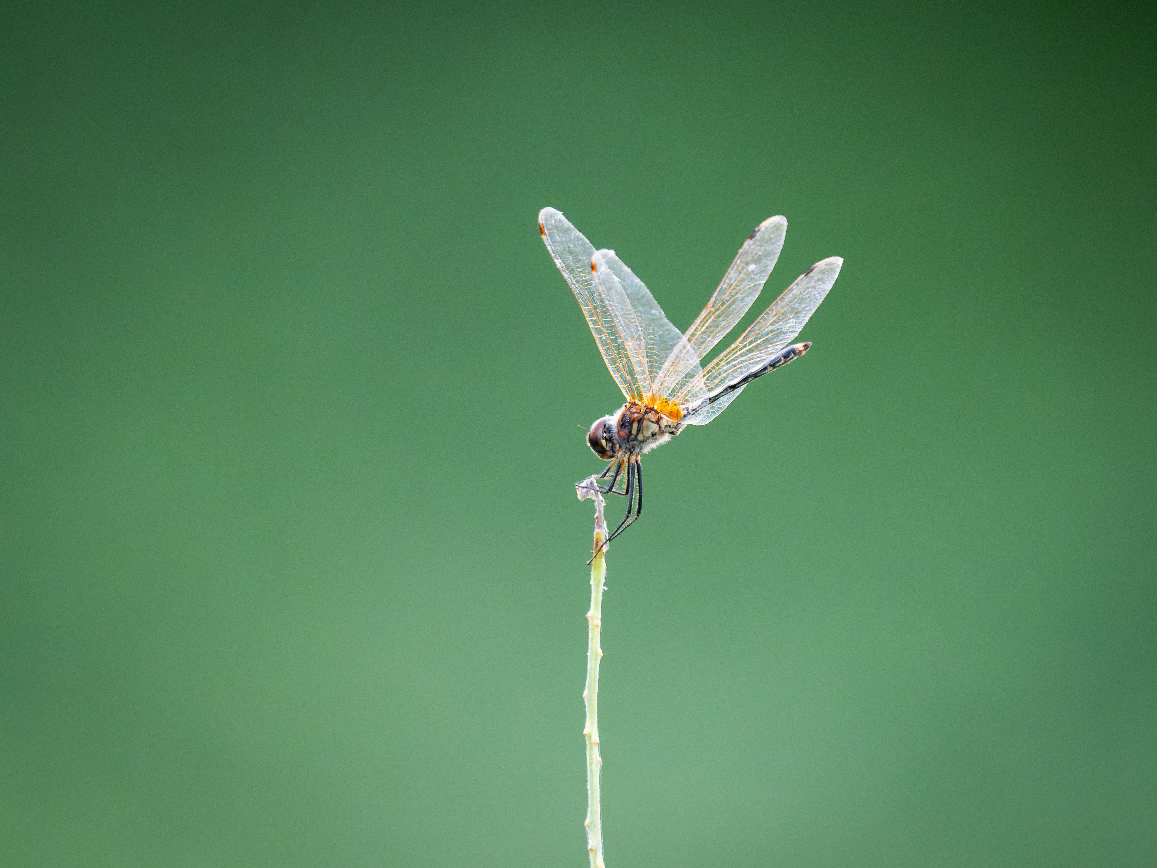 Dragonfly on Plant Stem · Free Stock Photo