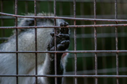 Ilmainen kuvapankkikuva tunnisteilla apina, eläintarha