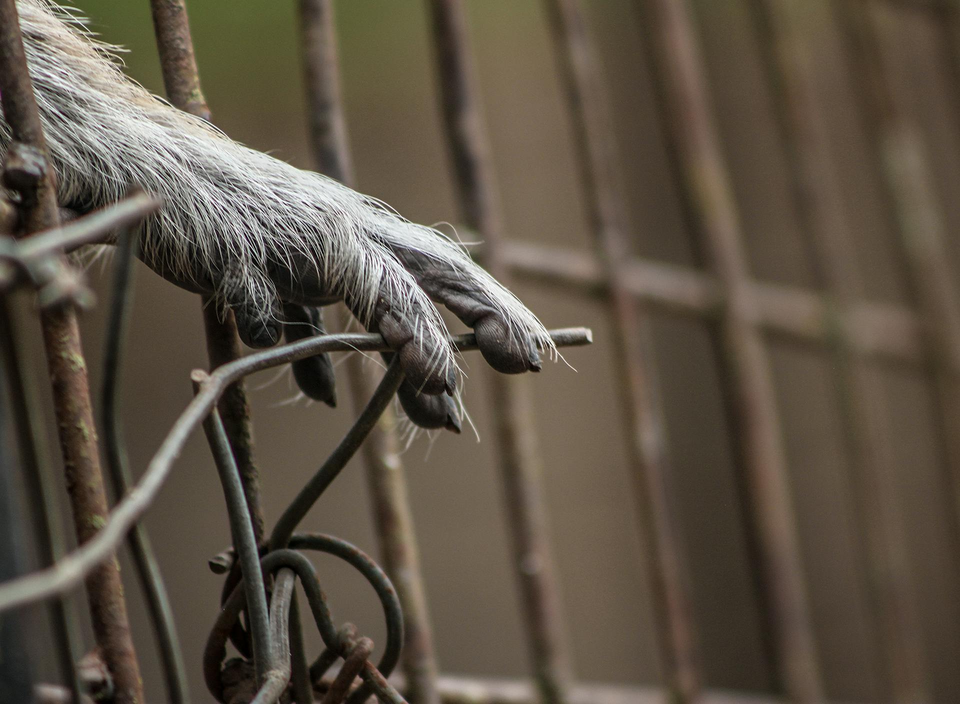 Paw of Animal in Cage