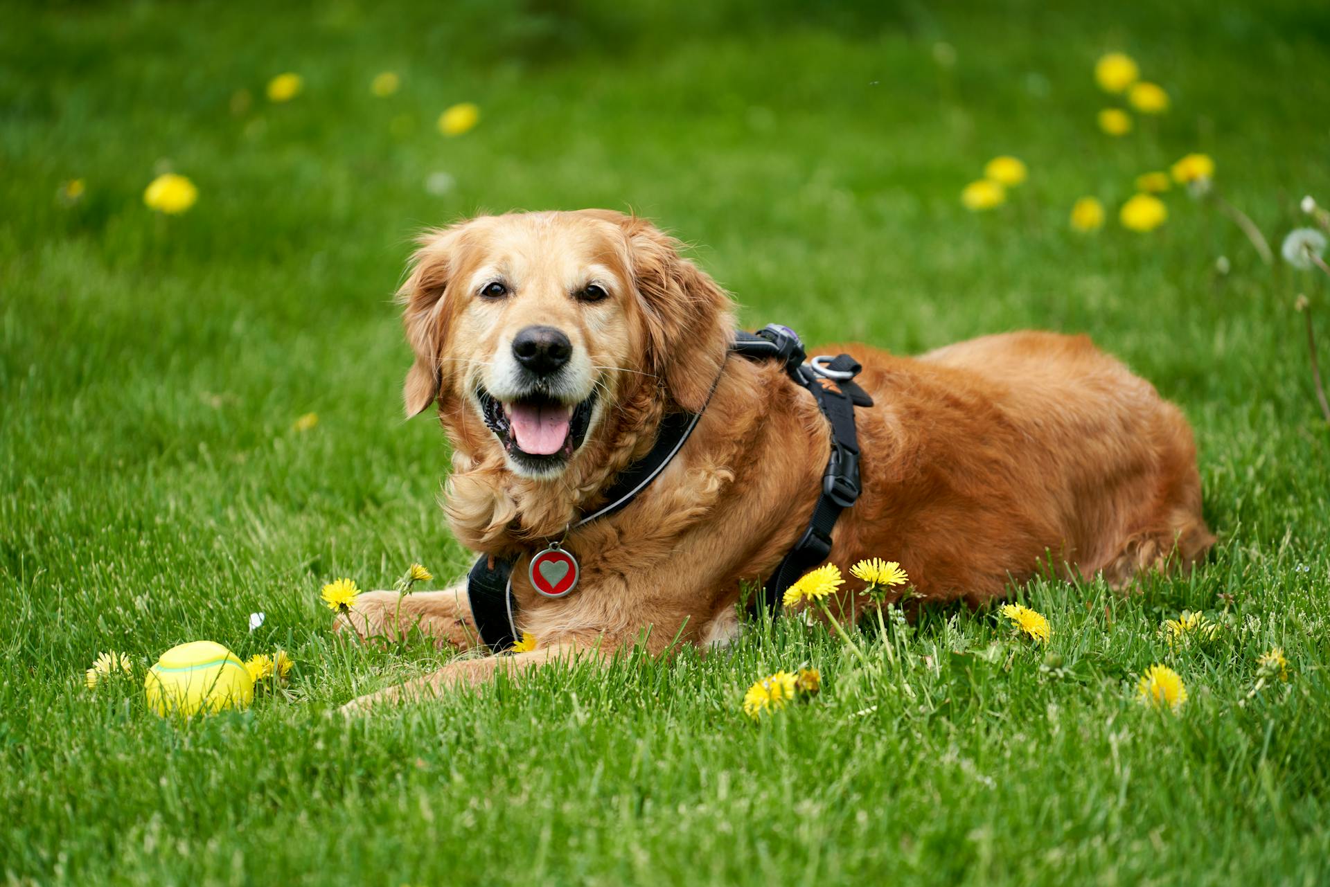 An adult Field Trial Golden Retriever is lying on the grass and guarding her ball, surrounded by yellow flowers