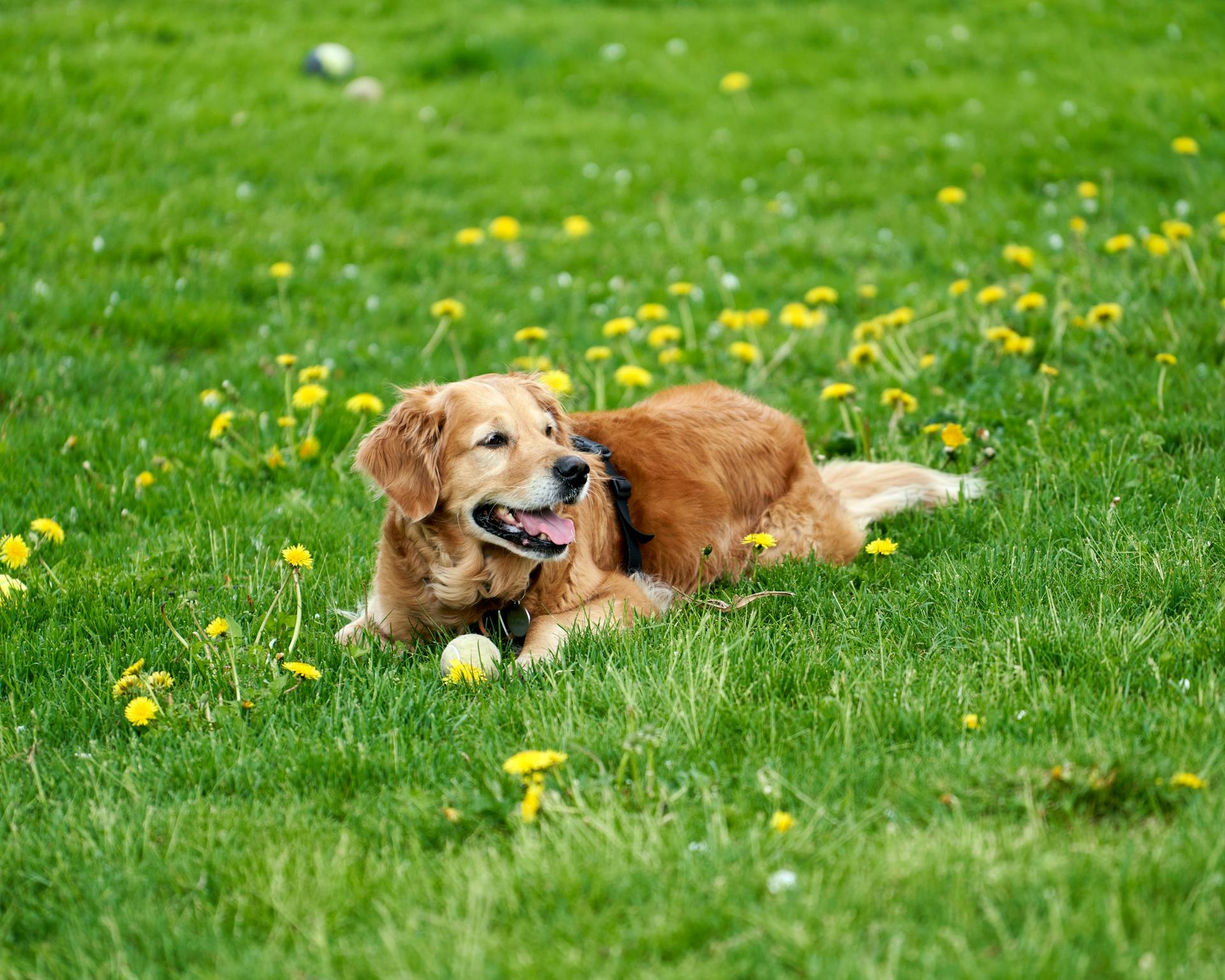 An adult Field Trial Golden Retriever is lying on the grass and guarding her ball, surrounded by yellow flowers