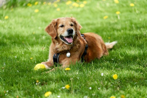 Một Chú Chó Golden Retriever Thử Nghiệm Thực địa Trưởng Thành đang Nằm Trên Bãi Cỏ Và Bảo Vệ Quả Bóng Của Mình, được Bao Quanh Bởi Những Bông Hoa Màu Vàng