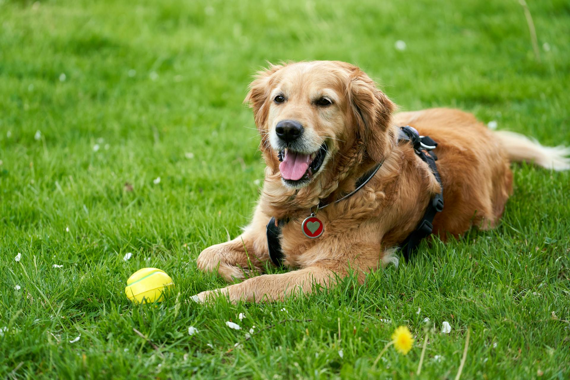 Un Golden Retriever adulte est allongé sur l'herbe et garde sa balle, entouré de fleurs jaunes