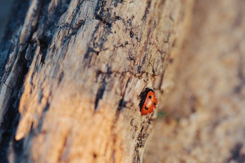 A ladybug sitting on a piece of wood